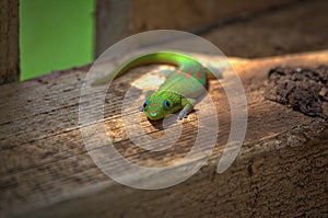 Inquisitive gecko