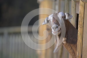 Inquisitive Goat photo