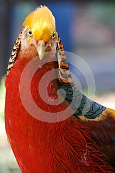 Inquisitive Golden Pheasant