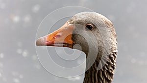 An inquisitive goose, portrait, close up