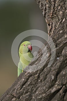 Inquisitive green parakeet
