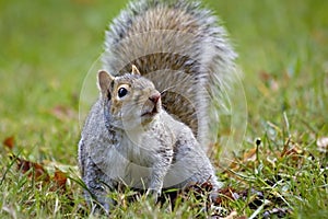 Inquisitive Grey Squirrel