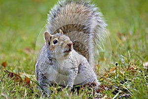 Inquisitive Grey Squirrel photo