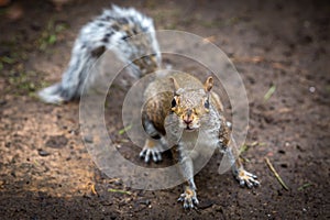Inquisitive Grey Squirrel