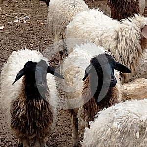 Inquisitive Herd of Black-Faced Sheep