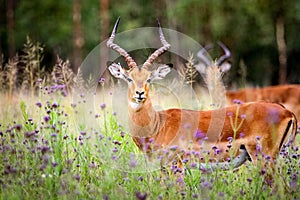 Inquisitive Impala rams in a meadow of flowers