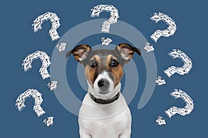 Inquisitive Jack Russell Terrier surrounded by question marks shows curiosity and confusion
