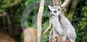 Inquisitive Lemur