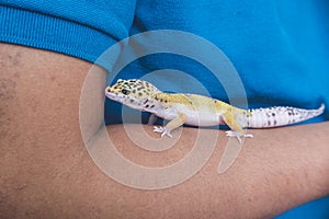 An inquisitive leopard gecko rests on a man's forearm. A reptile lover, pet owner or herpetologist carrying a lizard