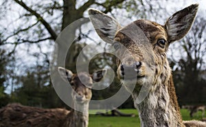 Inquisitive looking deer