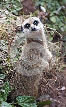 Inquisitive meercat photo