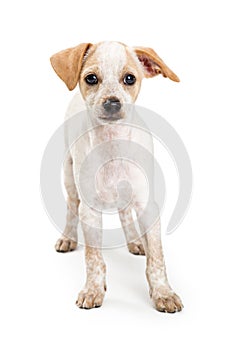 Inquisitive mixed breed small white dog isolated