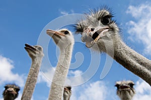 Inquisitive Ostriches looking at viewer