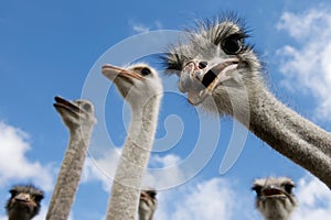 Inquisitive Ostriches looking at viewer photo