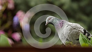 Inquisitive pigeon