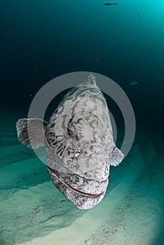 Inquisitive potato bass