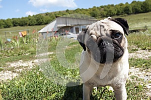 Inquisitive pug dog