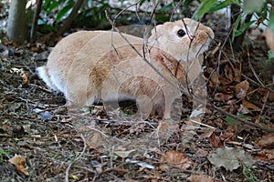 Inquisitive Rabbit