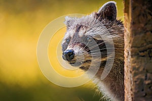 Inquisitive raccoon stares out from its habitat on a bright, sunny day