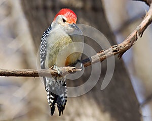 Inquisitive red bellied woodpecker photo