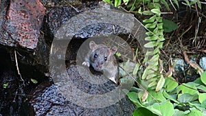An inquisitive rodent on bequia