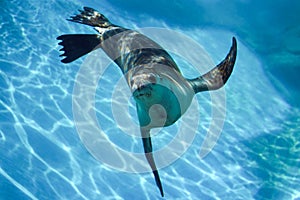 Inquisitive seal swimming underwater