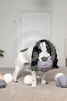 Inquisitive Spaniel Puppy Delights in Woolen Playthings on Bed