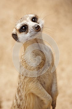 Inquisitive suricate photo