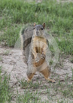 Inquisitive Texas fox squirrel