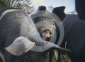 Inquisitive traditional saddleback pigs outside organic