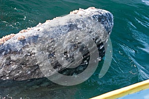 Inquisitive Whale alongside a boat