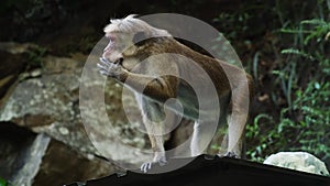 Insatiable wild macaque stuffs his gob with food and asks for more fruits.