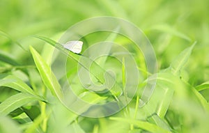 Inscet on green leaf photo