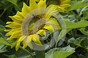 Bumblee on Sunflower Blossom in Field photo