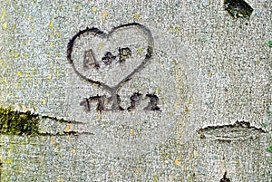 inscription carved into a beech tree, a heart