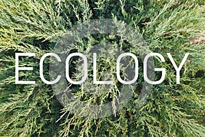 Inscription `Ecology` on the background of a living green plant