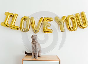 Inscription I LOVE YOU from balloons on the white wall. Cute cat sitting on the commode. Golden foil balloons. Love and Valentines