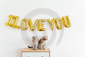 Inscription I LOVE YOU from balloons on the white wall. Cute cats are sitting on the commode. Golden foil balloons. Love and
