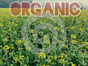 Inscription Organic on the background of a field of mustard plantation