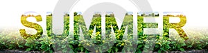 The inscription summer on the background of eggplant plantation field. Environmentally friendly harvest, quality control and use