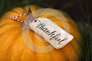 The inscription `Thankful` on the pumpkin. Thanksgiving Day