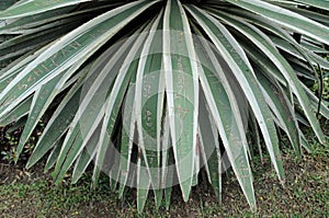 The inscriptions on the leaves of the plant are ill-mannered tourists.