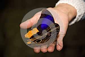 Insect 014 butterfly hand