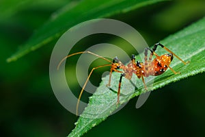 Insect action standing,Diligent bug find food in different places,Nesting,Diligent,macro closeup Insect on Leaves in a garden back