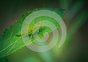 Insect alone green grasshopper resting on a leaf in summer on dark background