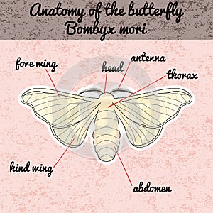 Insect anatomy. Sticker butterfly Bombyx mori. Sketch of butterfly. butterfly Design for coloring book. hand-drawn butterfly.