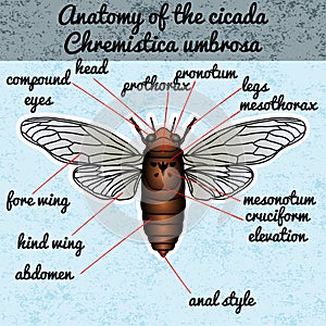 Insect anatomy. Sticker cicada. Cicadidae. Chremistica umbrosa. Sketch of cicada. cicada Design for coloring book.