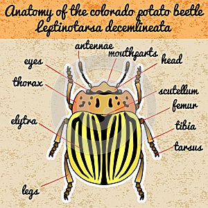 Insect anatomy. Sticker colorado potato beetle. Leptinotarsa decemlineata. Sketch of colorado potato beetle.