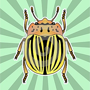 Insect anatomy. Sticker colorado potato beetle. Leptinotarsa decemlineata. Sketch of colorado potato beetle.