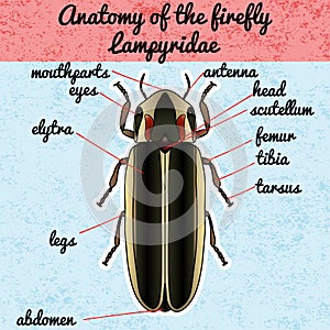 Insect anatomy. Sticker Firefly beetle Lampyridae. photinus pyralis. Sketch of Firefly beetle. Firefly beetle Design for coloring